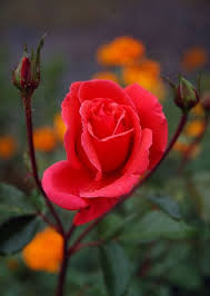 Pin On Pinnacle Of Love