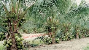 Tanah yang baik yang mengandung banyak lempung, mempunyai aerasi yang baik. Tanaman Impian Kelapa Rendah Sudah Berbuah Cara Mudah Menanam Kelapa Pandan Wangi