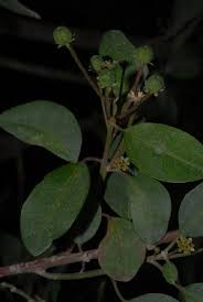 Image result for Clutia pulchella