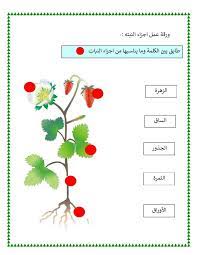 صورة أجزاء نبتة google search map map screenshot