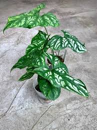 Image result for Cercestis congensis