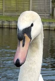 Black And White Bird With Long Tail Uk Swan Up Close Swan Pet Birds White Swan