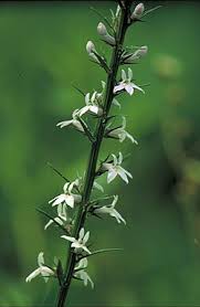 Image result for Lobelia chireensis