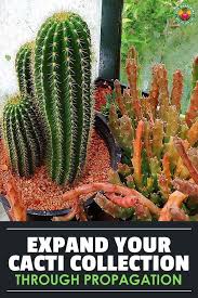 Some cacti have leaves, and even flowers. How To Propagate Cactus A Prickly Process Epic Gardening Propagating Cactus Growing Succulents Succulents