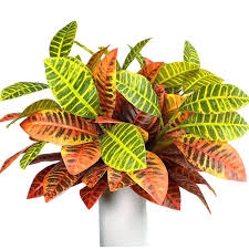 Image result for Croton polytrichus