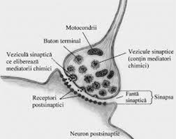 Coreea lui hunington ester o boalăereditar. Neurotransmitatorii Boli Ale Sistemului Nervos Central Asociate Cu Aceste Substante Si Solutii Alternative De Tratare A Lor La Animalele De Companie Cityvet Pet Farm