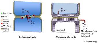 Maybe you would like to learn more about one of these? Cell Biology Up Against The Wall Current Biology