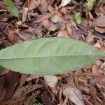 Image result for Rinorea ilicifolia