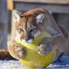 We did not find results for: 90 Puma Ideen Wilde Katzen Grosse Katzen Berglowe