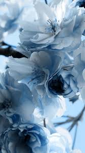 Winter Flowers Wallpaper Iphone Hd Beautiful Flowers Wallpapers Vintage Floral Backgrounds Flower Wallpaper