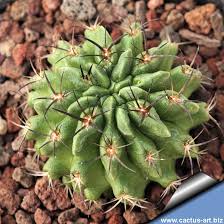 Image result for Eriosema verdickii