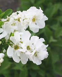 Image result for Exochorda