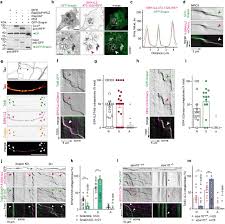 On his debut album, the language of my world, macklemore drafts a lyrical landscape of classic proportions.this record is teeming with energy and ambition, serving as a fitting debut. Sipa1l2 Controls Trafficking And Signaling Of Trkb Containing Amphisomes At Presynaptic Terminals Biorxiv