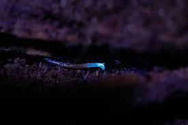 Image result for Gnidia virescens