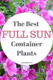 Flowering potted plants for full sun. Get Latest Potted Plants Full Sun Ideas For Your Smartphones