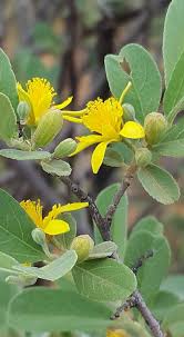 Image result for Grewia flava