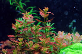 We wanted to know more about this remarkable setup, and so tfh contacted notter to talk a little about how it was conceived, how such spectacular results were achieved, and how someone interested in such a thing could build their own floating nano reef. Aquatic Plants Fertilizer Aquascaping Aquatic Plants Aqua Rebelaquatic Plants Fertilizer Aquascaping Aquatic Plants Aqua Rebell