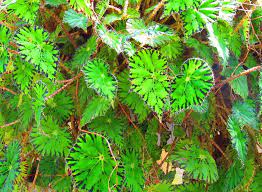 Photo Of The Leaves Of Eyelash Begonia Begonia Bowerae Posted By Jmorth All Things Plants Begonia Plants Flowers