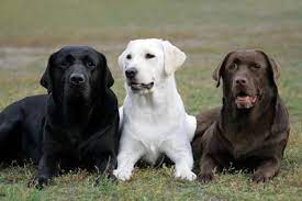 Labrador Retriever Dog And Puppy For Sale In Hyderabad With Low Price We Deliver Dogs To Hitech City Madhapur Kukatpally A Clever Dog Clever Dog Names Labrador