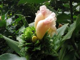 Image result for Costus subbiflorus