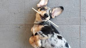 & father is sixteen lbs. Dorgi Mixed Dog Breed Pictures Characteristics Facts