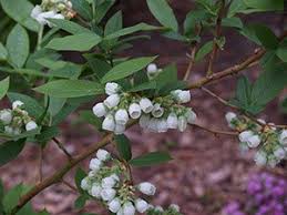 Maybe you would like to learn more about one of these? Growing Blueberries In The Home Garden Umn Extension