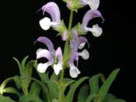 Image result for Xysmalobium holubii