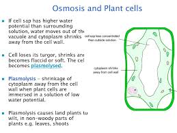 When a cell is plasmolysed there is a small vacuole and a small volume of the trends which i have identified in this interpretation can be explained through osmosis, the higher concentrations caused the potato cells to become. Diffusion Most Common Type Of Passive Transport Ppt Download