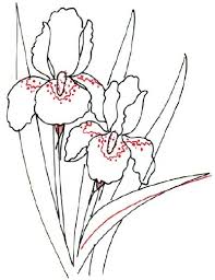How To Draw An Iris In 5 Steps Iris Drawing Flower Drawing Flower Sketches