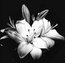 Foto di cartoni animati di una griglia del barbecue. Stampe Artistiche Quadri E Poster Con B W Bianco Bianco E Nero Black And White Fiori E Piante Floreale Flower Giglio Hotel Notte Primi Piani Ufficio Floreale Notturno