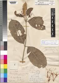 Image result for Tabernaemontana eglandulosa