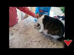 This page contains affiliate links. My Product Review Wholehearted Chicken Cat Food Youtube