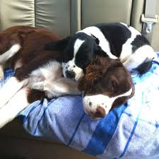 Black And White Springer Spaniel Cute Pin By Jessemae Lane On God S Creations Springer Puppies Spaniel Puppies Spaniel Breeds