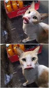 Bee Stung Cat Funny Cat Pictures Cat Memes Funny Cat Fails
