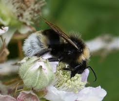 Image result for Bombus vestalis