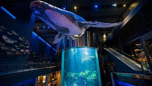 Bass pro springfield mo aquarium price. Wonders Of Wildlife Aquarium And Museum Debuts This Week