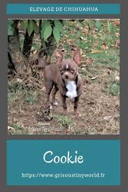Cookie Chihuahua Elevage Chihuahua Chihuahua Chiot