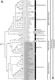 Image result for Caroxylon littoralis