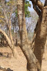 Image result for Terminalia mollis