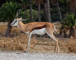 Image result for Anticharis senegalensis