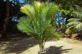 Brown tips brown tips on your majesty palm fronds is a common occurrence. Tips About Caring For Majestic Palms Ravenea Rivularis Palms Online Australia