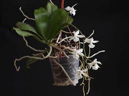 Image result for Aerangis kotschyana