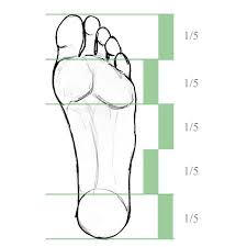 Proportions Of A Foot Feet Drawing Human Anatomy Art Drawing Proportions