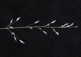 Image result for Eragrostis cylindriflora