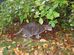Running after a loose dog or cat is not the best way to catch an escaped pet! Lost Cat Behavior Missing Animal Response Network
