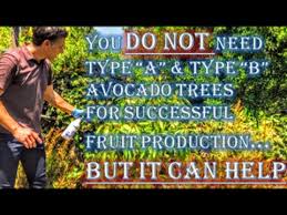 You Do Not Need Type A Type B Avocado Trees For Successful Fruit Production But It Can Help