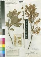 Image result for Cryptosepalum maraviense