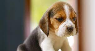Scroll down below and let's have a look which. Beagle Names 300 Ideas For Beautiful Beagles