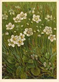 Saxifragaceae Parnassia Palustris L Studentenroschen Parnassia Des Marais Parnassia Grass Of Parnassus