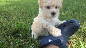But this is by no means a certainty. Gorgeous Apricot Maltipoo For Sale Joey Micheline S Pups